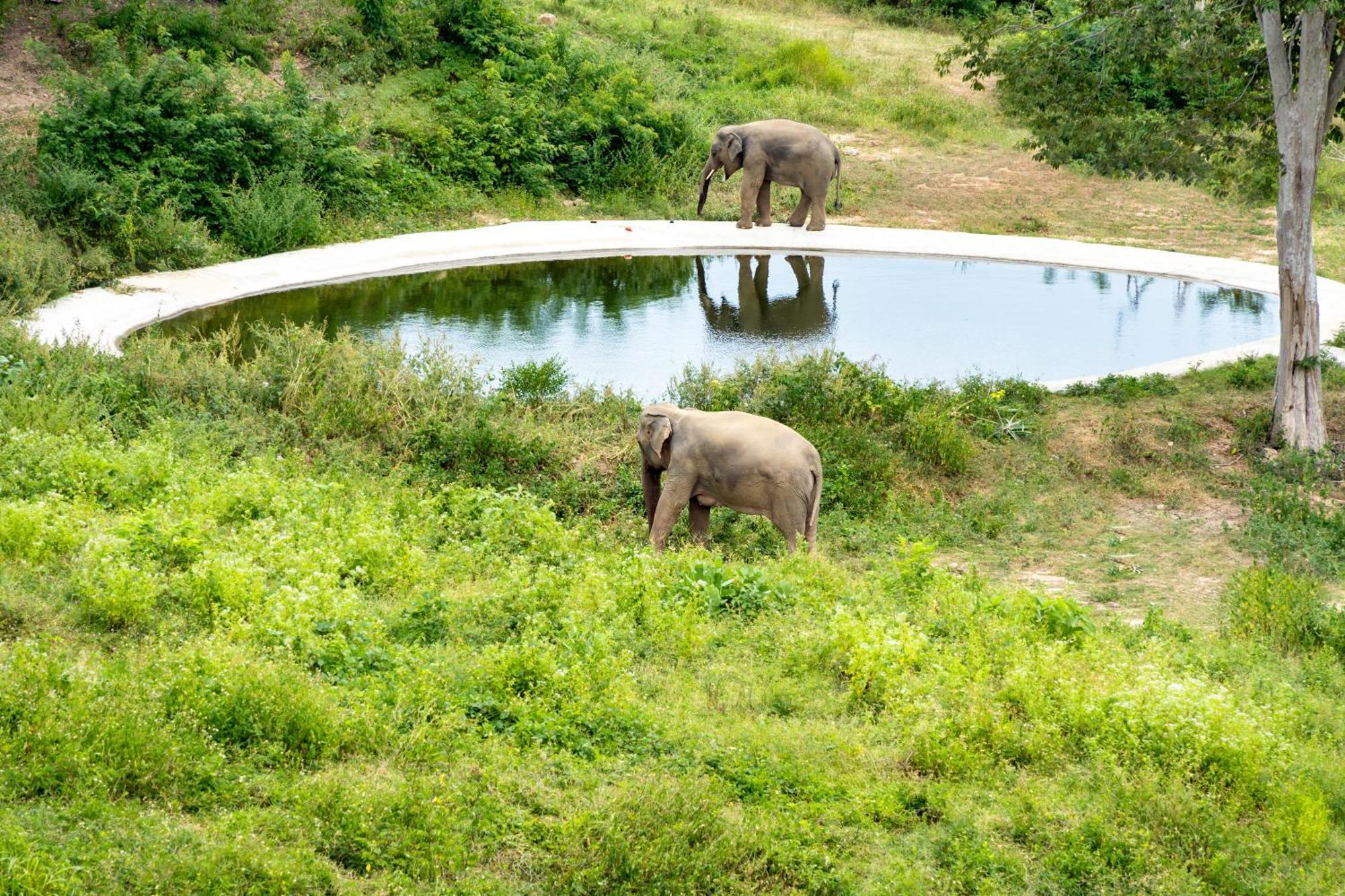 Wild Cottages Elephant Sanctuary Resort Amphoe Koksamui Esterno foto