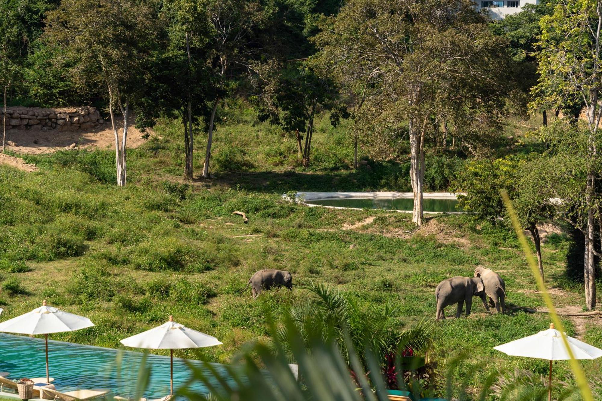 Wild Cottages Elephant Sanctuary Resort Amphoe Koksamui Esterno foto