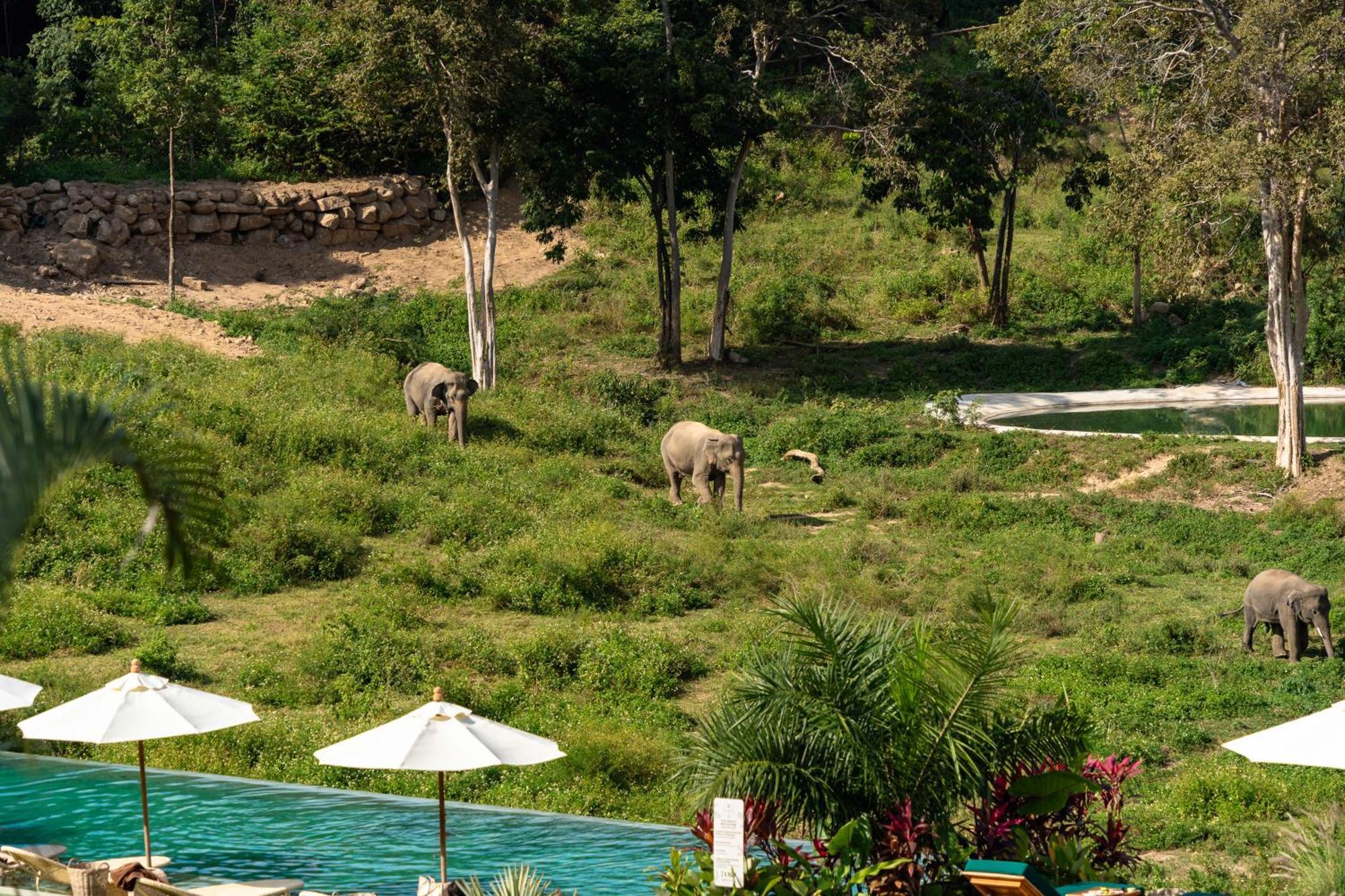 Wild Cottages Elephant Sanctuary Resort Amphoe Koksamui Esterno foto